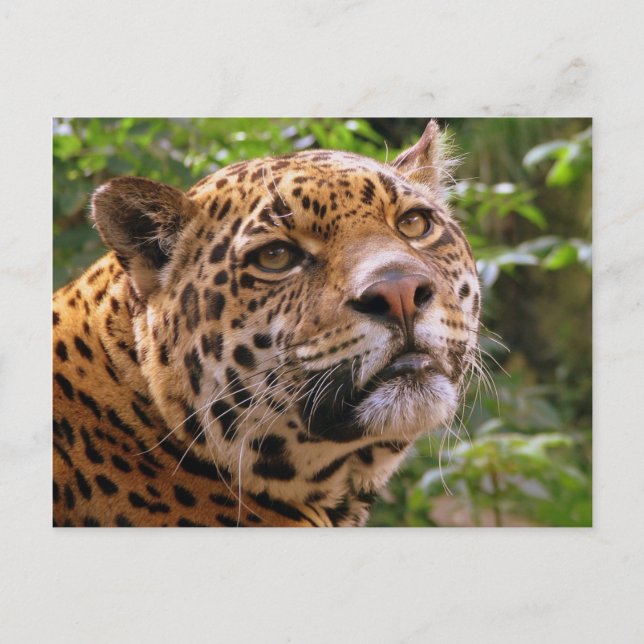 Postal Jaguar (Anverso)