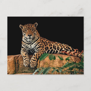 Postal Jaguar