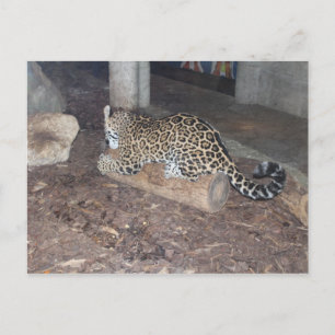 Postal Jaguar # 25