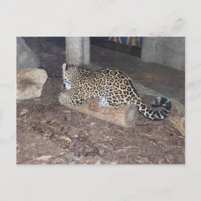 Postal Jaguar # 25 (Anverso)