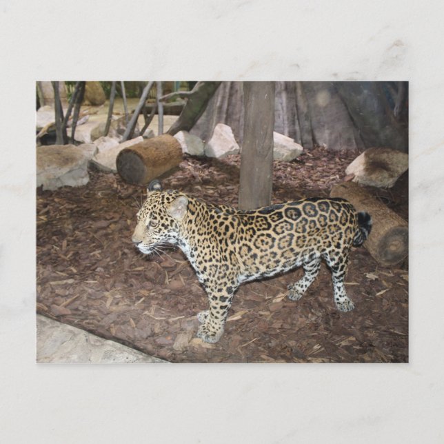 Postal Jaguar # 3 (Anverso)