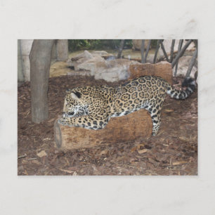 Postal Jaguar # 9
