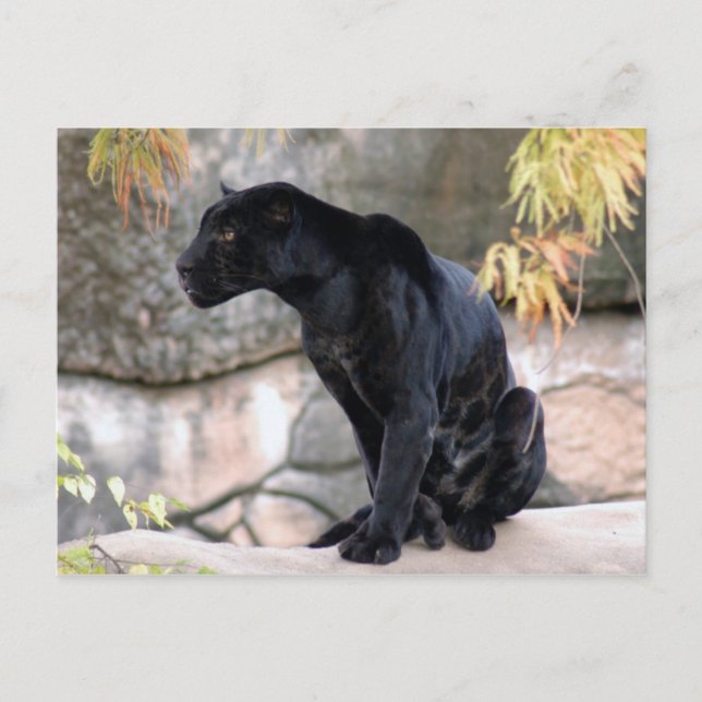 Postal Jaguar black4x6 (Anverso)