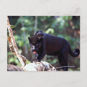 Postal Jaguar, fase negra (Panthera onca)