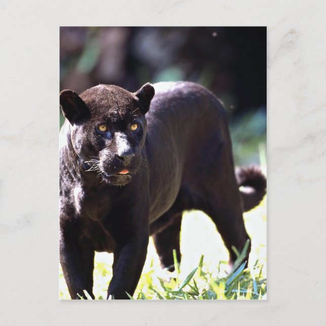 Postal Jaguar, fase negra (Panthera onca) (Anverso)