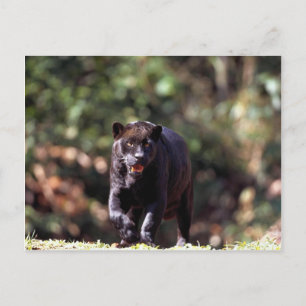 Postal Jaguar, fase negra (Panthera onca)