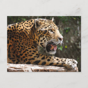 Postal Jaguar III