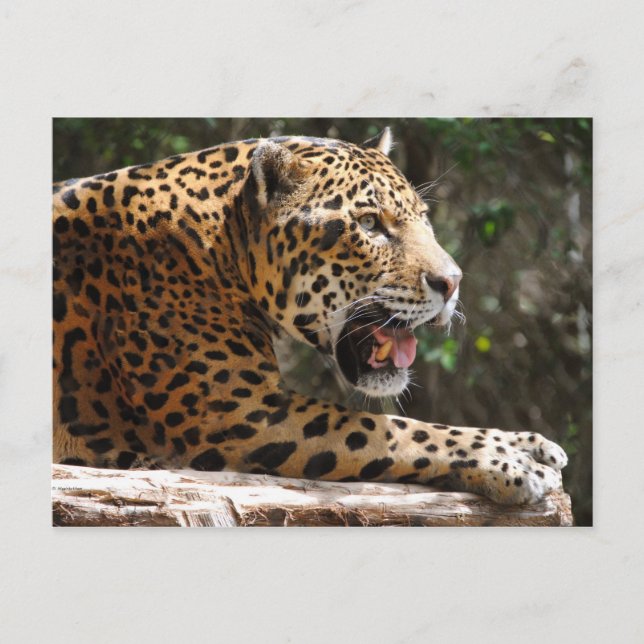 Postal Jaguar III (Anverso)