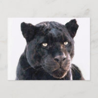 Jaguar negro