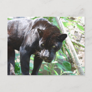 Postal Jaguar negro