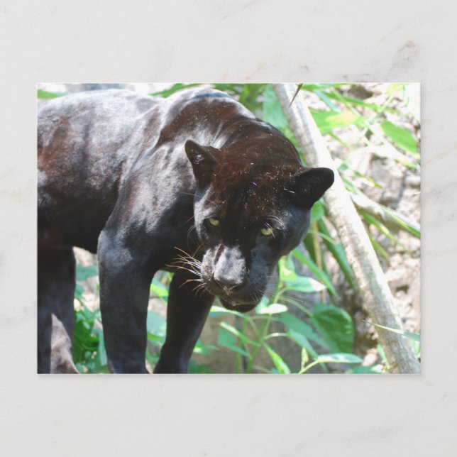 Postal Jaguar negro (Anverso)