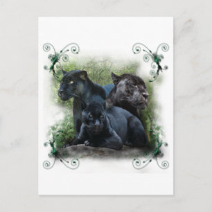 Postal Jaguar negro