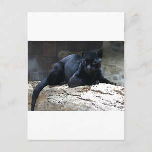 Postal Jaguar negro
