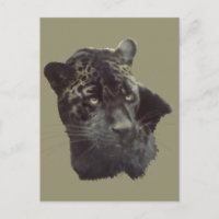 Jaguar negro