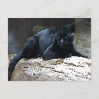 Jaguar negro