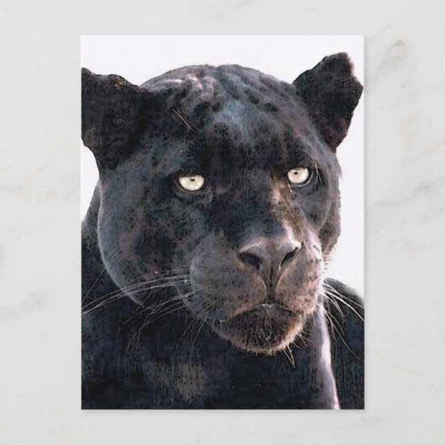 Postal Jaguar negro (Anverso)