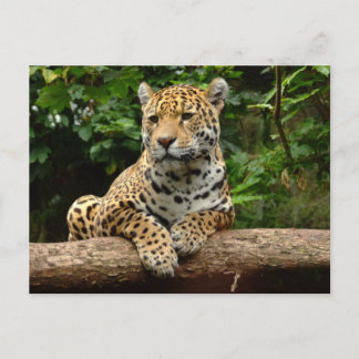 Postal Jaguar on a log Postcard