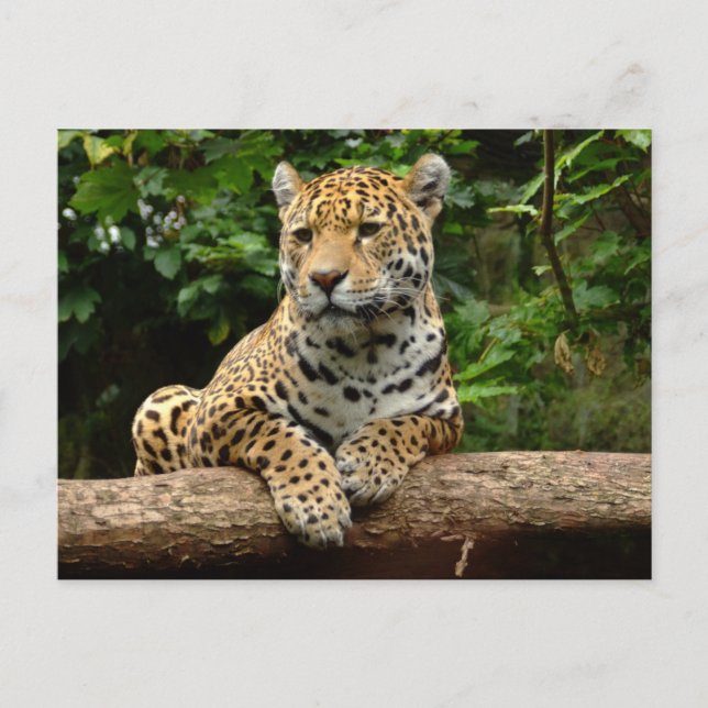 Postal Jaguar on a log Postcard (Anverso)