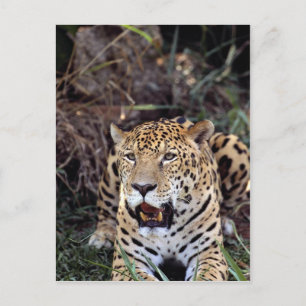 Postal Jaguar (Panthera onca)
