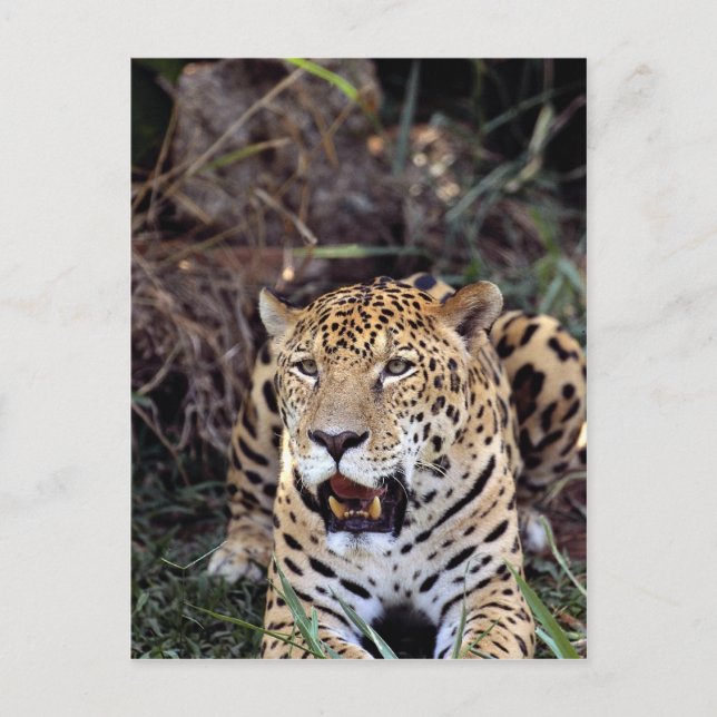 Postal Jaguar (Panthera onca) (Anverso)