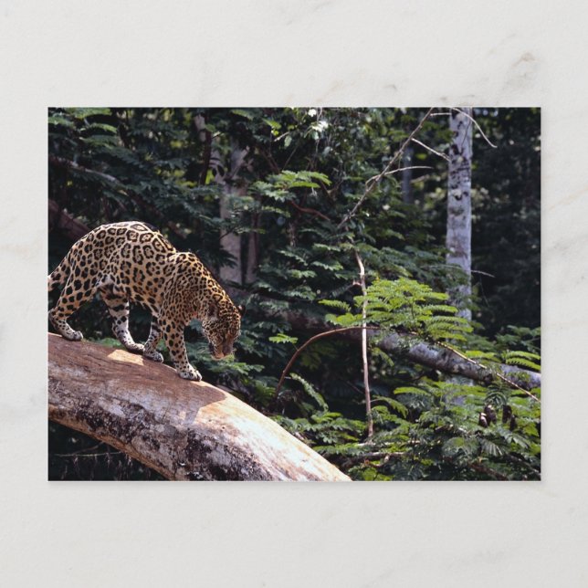 Postal Jaguar (Panthera onca) en árbol (Anverso)