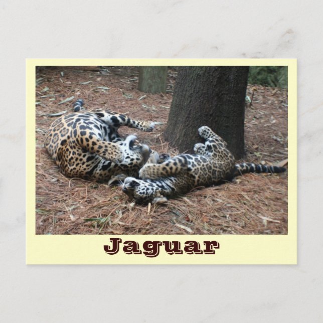 Postal JAGUAR-PAW BACK-IMG_2914 -Shane-Carrie (Anverso)