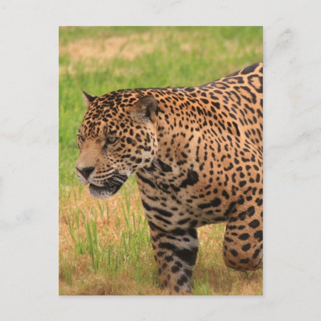 Postal Jaguar Postcard (Anverso)