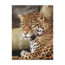 Jaguar Postcard