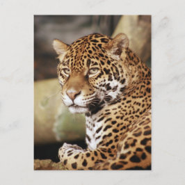 Postal Jaguar Postcard