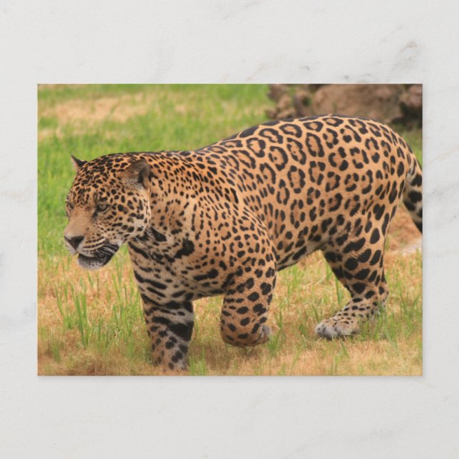 Postal Jaguar Postcard (Anverso)
