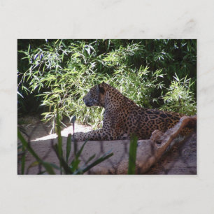 Postal Jaguar Postcard