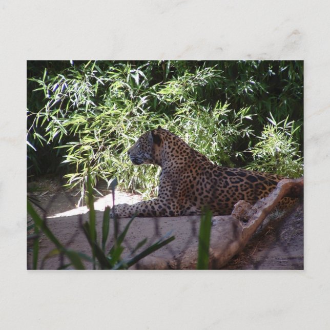 Postal Jaguar Postcard (Anverso)