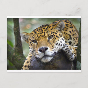 Postal Jaguar relajándose en el árbol