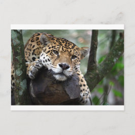 Postal Jaguar sudamericano