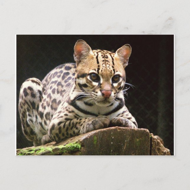 Postal Jaguatirica (Anverso)