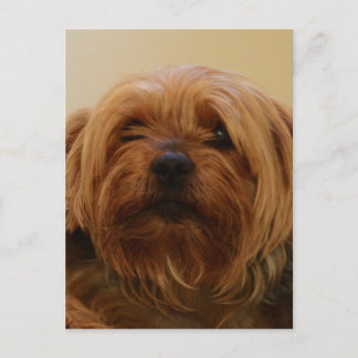 Postal Jake The Yorkie Terrier