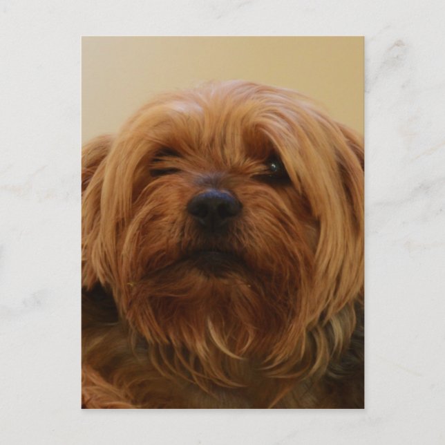 Postal Jake The Yorkie Terrier (Anverso)