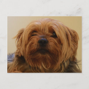 Postal Jake The Yorkie Terrier