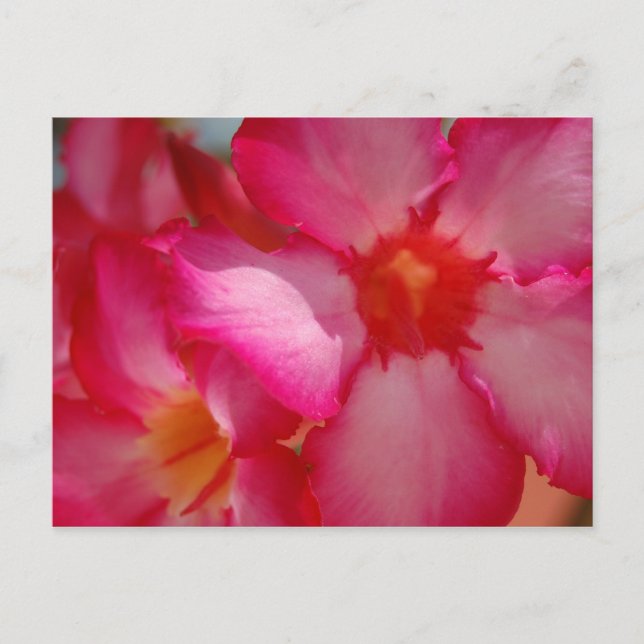 Postal Jamaica brillante (Anverso)