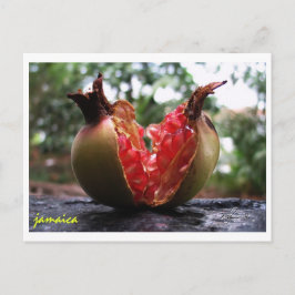 Postal Jamaica Pomegranate