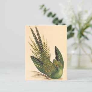 Postal James Sowerby Ground Parrot, Psittacus terrestres