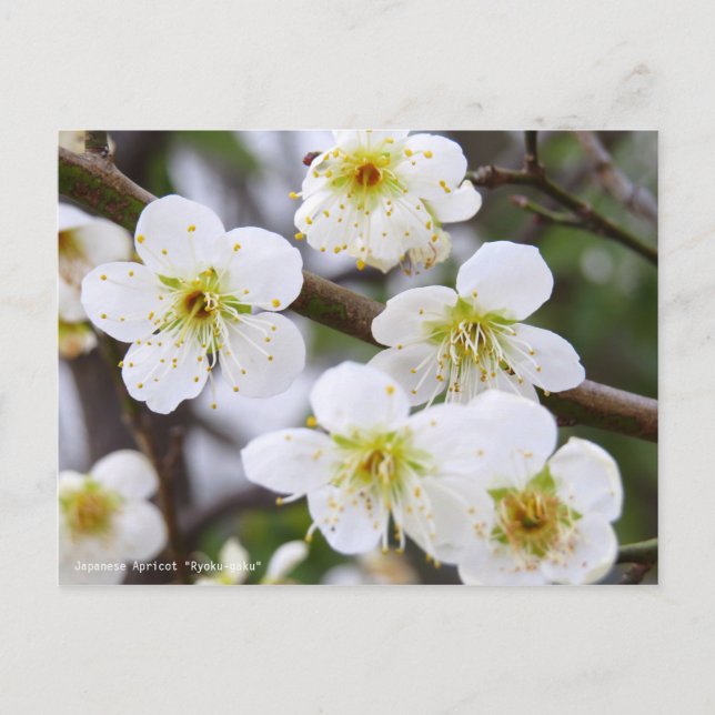 Postal Japanese Apricot "Ryoku-gaku" [Postcard] (Anverso)
