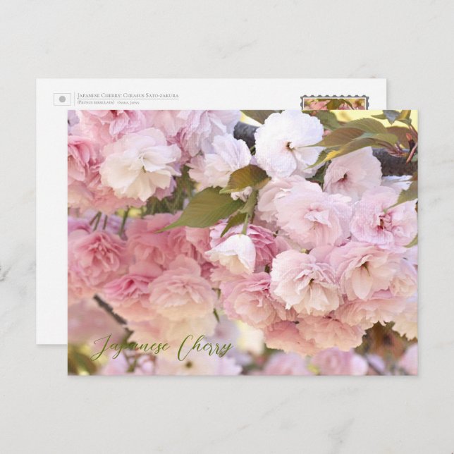 Postal Japanese Cherry (Anverso / Reverso)