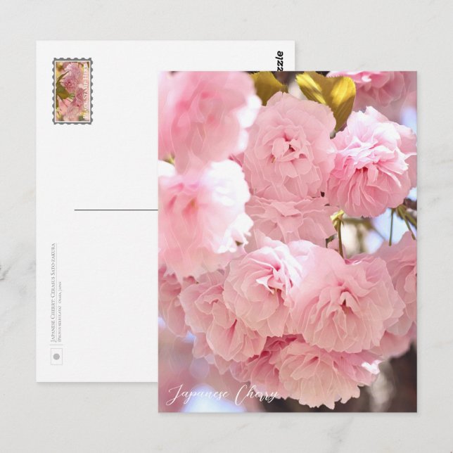 Postal Japanese Cherry (Anverso / Reverso)