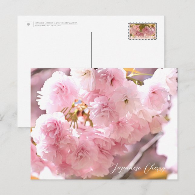 Postal Japanese Cherry (Anverso / Reverso)