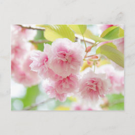 Postal Japanese cherry blossoms