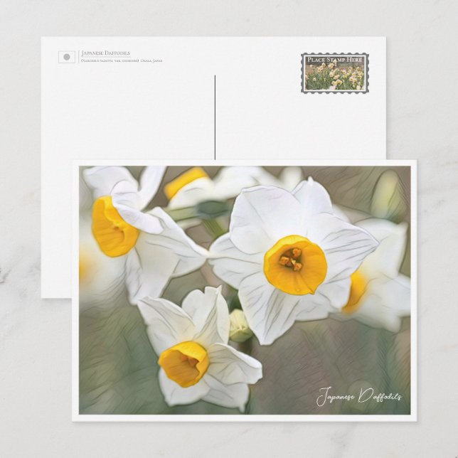Postal Japanese Daffodils (Anverso / Reverso)