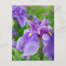 Postal Japanese iris