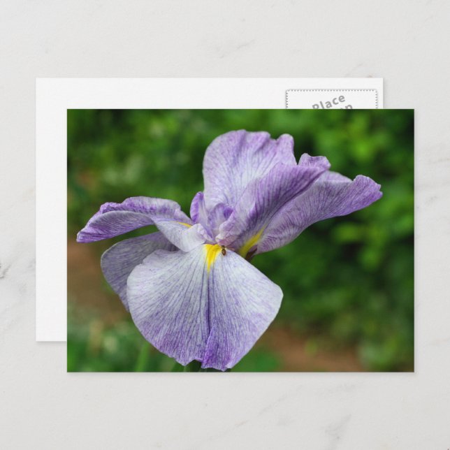 Postal Japanese Iris Unfolding Flower Photography (Anverso / Reverso)