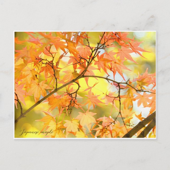 Postal Japanese Maple: Autumn Leaves (Anverso)